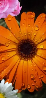 Vibrant orange flower with dewdrops and colorful surrounding blooms.