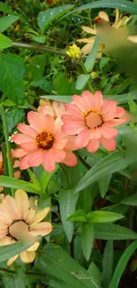 Peach and cream flowers with lush green leaves in a vibrant mobile wallpaper.