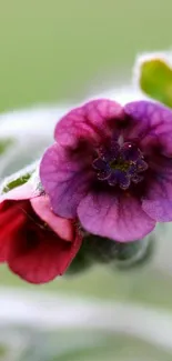 Close-up of vibrant purple and red flowers on a green background.