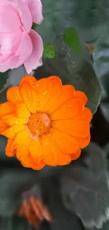 Orange and pink flowers with lush green leaves.