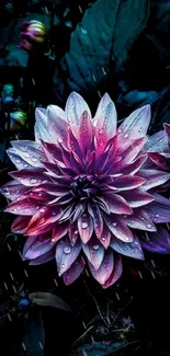 Purple and pink dahlia with dewdrops on a dark background.