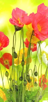 Vibrant poppy flowers against a vivid green background, perfect smartphone wallpaper.