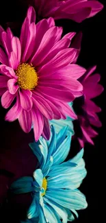 Vibrant pink and blue flowers on black background wallpaper.