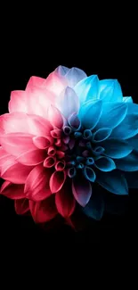 Colorful flower with pink and blue petals on a black background.