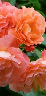 Close-up of vibrant orange roses with lush green leaves background.