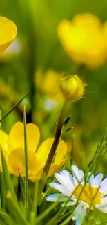 Vibrant yellow buttercups and daisies in lush green grass.