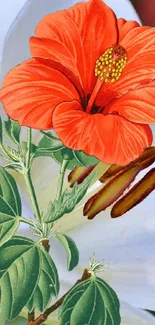 Orange hibiscus flower on bright wallpaper.