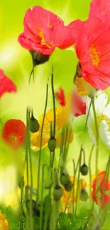 Bright poppy flowers wallpaper with green background.