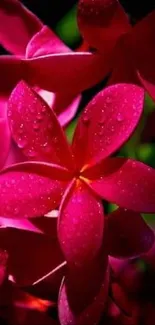 Vibrant pink flowers with dewdrops as mobile wallpaper.