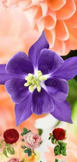 Purple flower with peach petals in background.