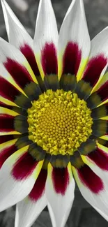 Bright yellow and red flower on gray background mobile wallpaper.