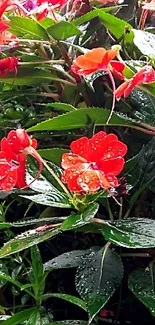 Vibrant red flowers on green leafy background.