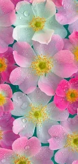 Colorful floral wallpaper with pink blossoms and dewdrops.