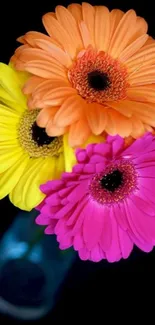 Vibrant Gerbera flower arrangement on black background.