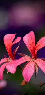 Close-up of vibrant pink flowers on a deep purple background.