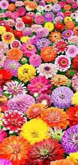 Colorful zinnia flower wallpaper with vibrant blooms.