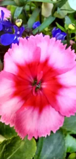 Vibrant pink flower with green leaves and blue accents.