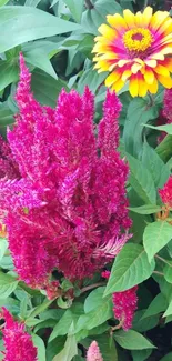 Vibrant pink and yellow flowers with green leaves wallpaper