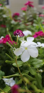 Close-up of vibrant flowers with lush greenery.