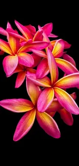 Vibrant pink and orange plumeria flowers on black background.