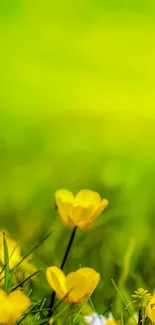 Vibrant floral wallpaper with yellow flowers on a lush green background.