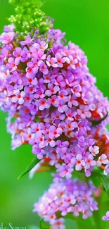 Floral wallpaper featuring lush pink and purple blossoms against a green background.