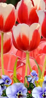 Red and white tulips with vibrant floral backdrop.