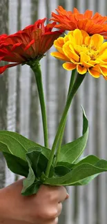 Hand holding vibrant red, orange, and yellow flowers against a wooden backdrop.