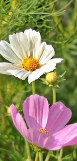 Vibrant pink and white flowers amidst green leaves.