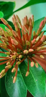 Floral wallpaper with green leaves and orange buds.