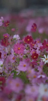 Vibrant pink and white cosmos flowers in a field.