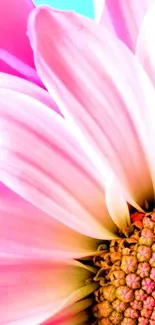 Close-up of a vibrant pink flower with bright petals.