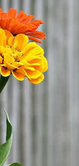 Orange and yellow flowers on rustic wooden background.