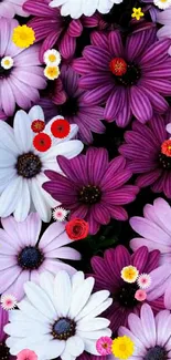 Vibrant floral wallpaper with purple, pink, and white flowers in full bloom.