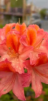 Pink azalea flowers with dew drops in garden setting.