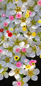 Vibrant floral wallpaper with colorful blossoms on white petals.