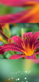 Vivid red flower with dew drops, perfect for mobile wallpaper.