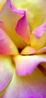 Close-up of vibrant pink and yellow flower petals in a stunning mobile wallpaper.