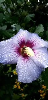 Light purple flower with water droplets on petals in nature.