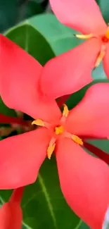 Vibrant red flowers with lush green leaves.