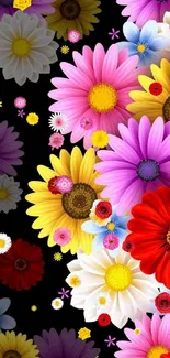 Vibrant floral wallpaper with colorful daisies on a black background.