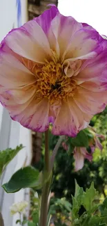 Vibrant purple and peach flower close-up in nature.