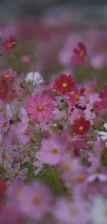 Vibrant field of pink and red flowers in a serene natural setting.