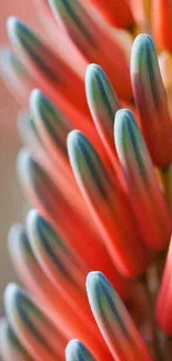 Colorful floral wallpaper with red and blue petals.