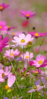 Pink and white wildflowers create a vibrant mobile wallpaper background.