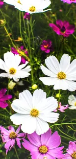 Vibrant mobile wallpaper of pink and white cosmos flowers.