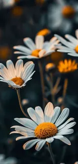 Vibrant daisies in a dark floral background