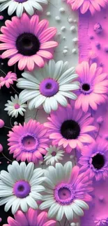 Vibrant pink and white daisy wallpaper for mobile phones.