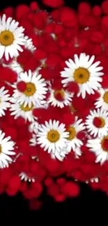 Daisy flowers on a vibrant red background for mobile wallpaper.