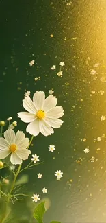 Blooming white cosmos flowers on a yellow-green background.